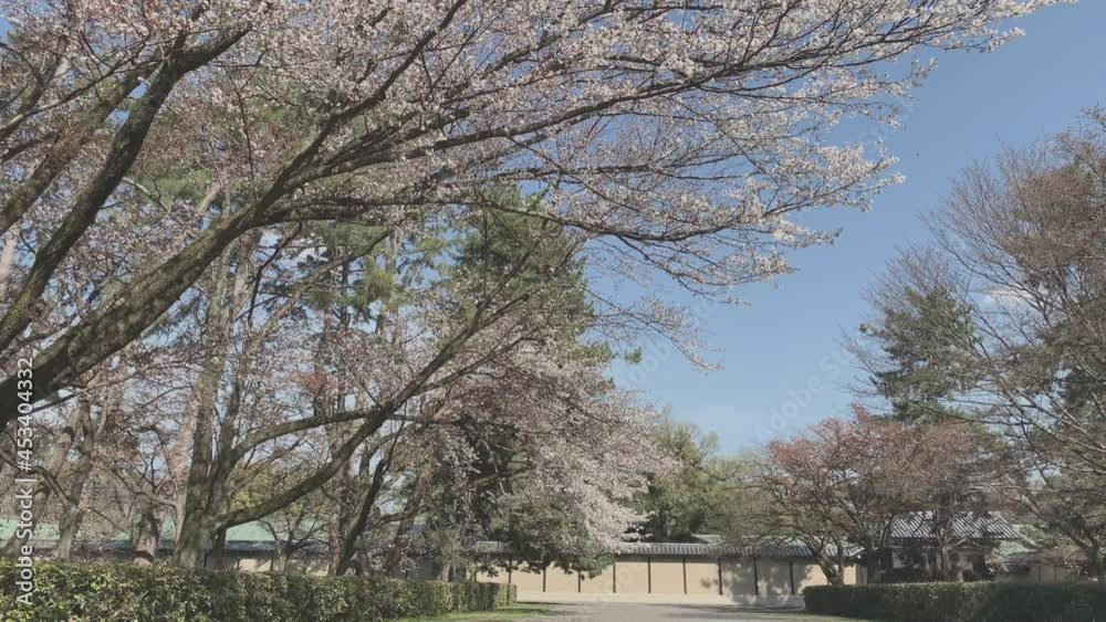 京都御苑 桜 満開 京都 京都御苑 桜 満開 京都