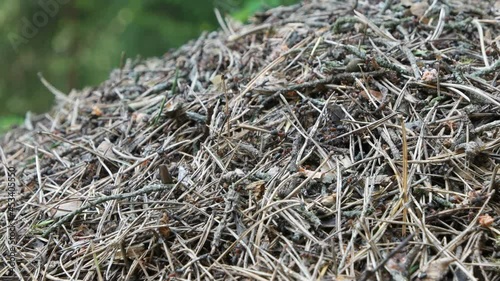 a colony of ants working in an anthill.