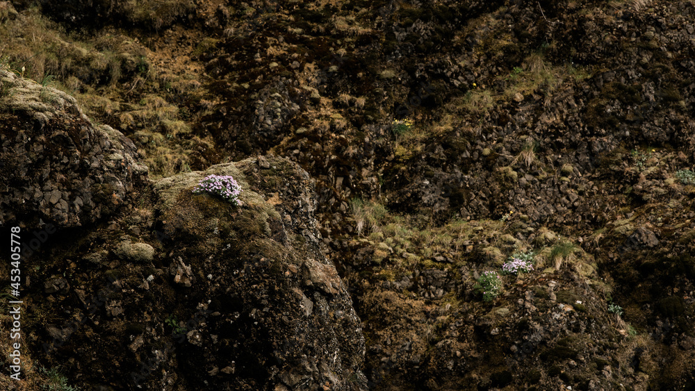 Lichen and Moss and succulents grow out of a rock wall. Lichen and Moss and succulents grow out of a rock wall.