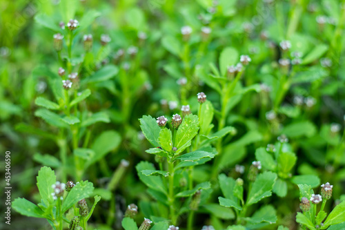 The tiny Fog Fruit or Lance-leaf fog fruit or Carpet-grass photo