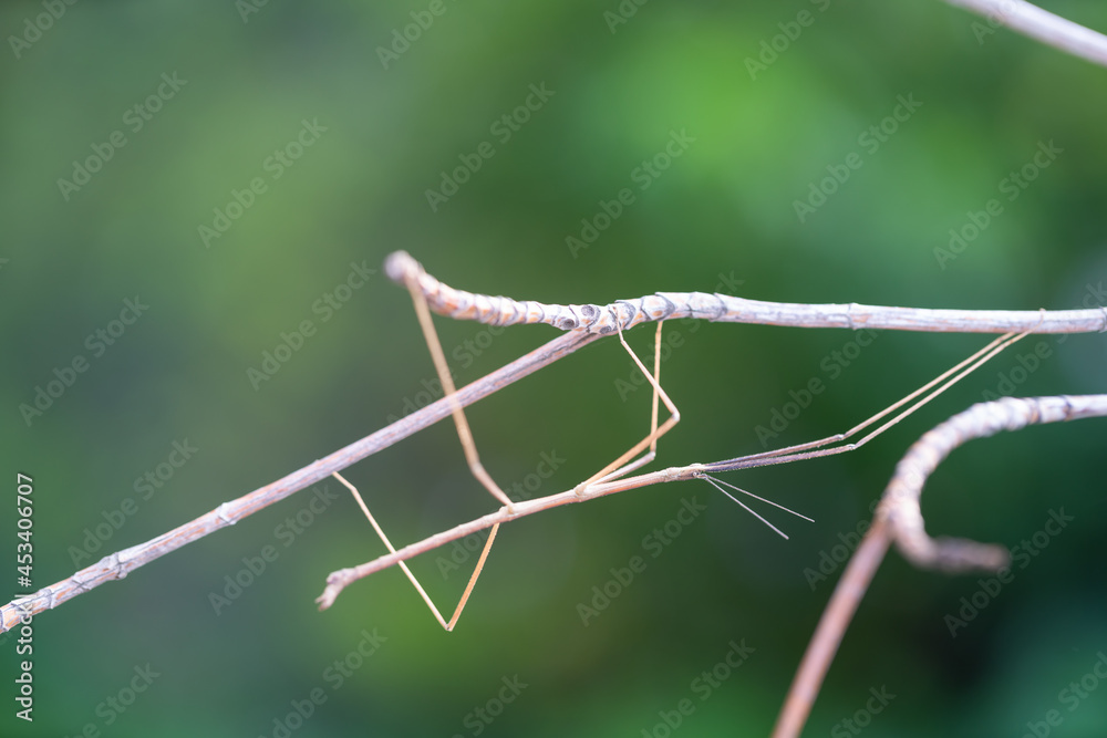 Walking stick insect or Phasmids (Phasmatodea or Phasmatoptera) also known as stick insects