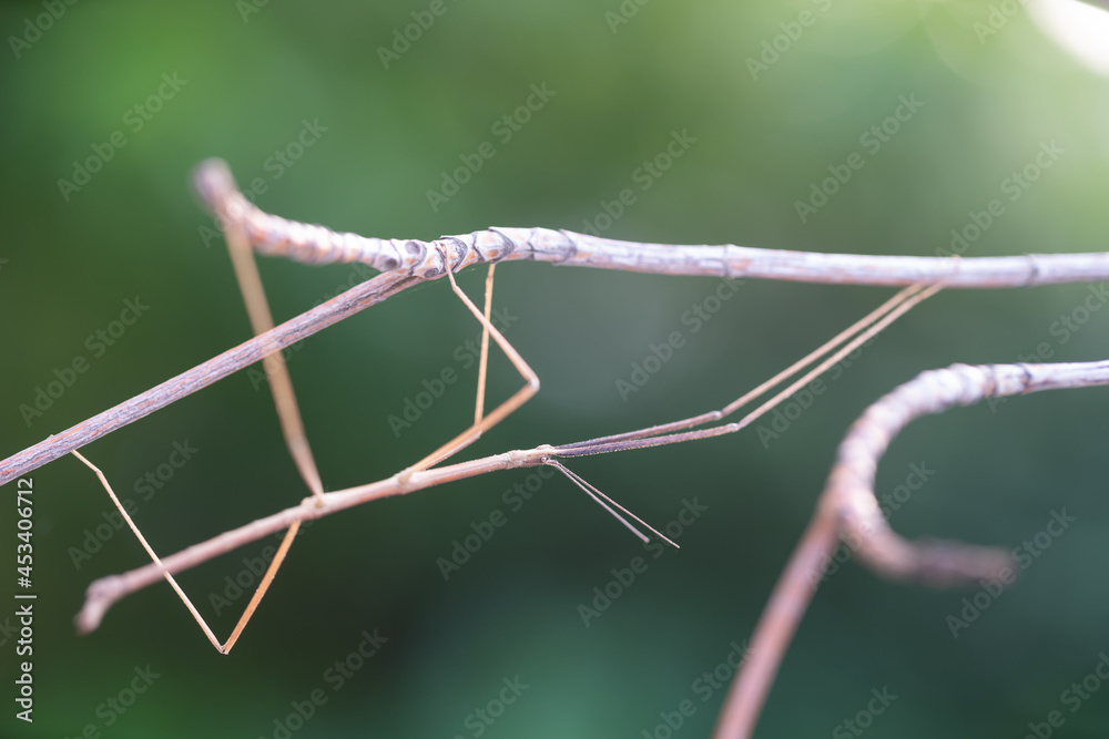 Walking stick insect or Phasmids (Phasmatodea or Phasmatoptera) also