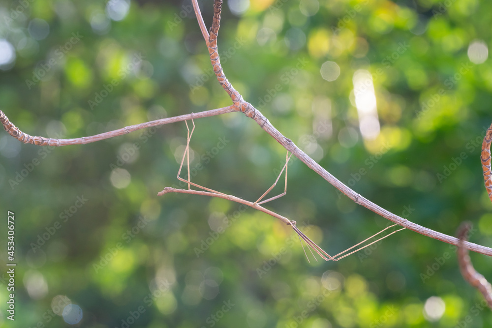 Walking stick insect or Phasmids (Phasmatodea or Phasmatoptera) also