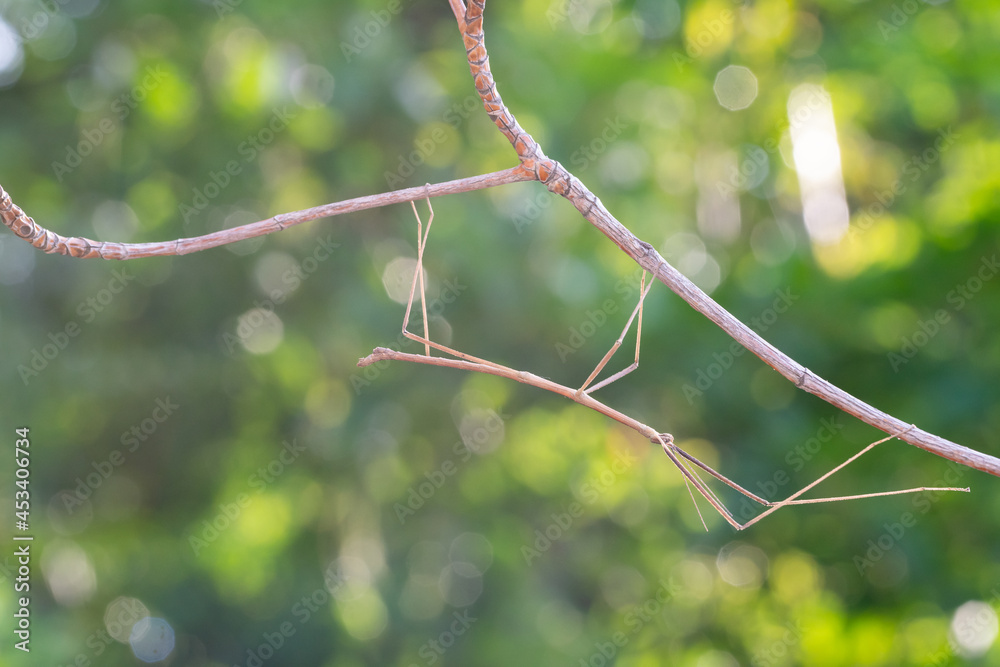 Walking stick insect or Phasmids (Phasmatodea or Phasmatoptera) also
