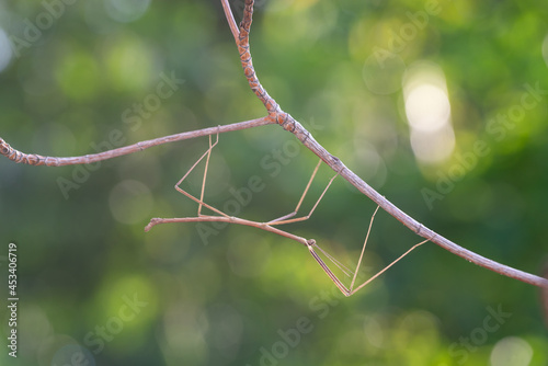 Walking stick insect or Phasmids (Phasmatodea or Phasmatoptera) also known as stick insects, stick-bugs, walking sticks, bug sticks or ghost insect. Selective focus, blurred background with copy space photo