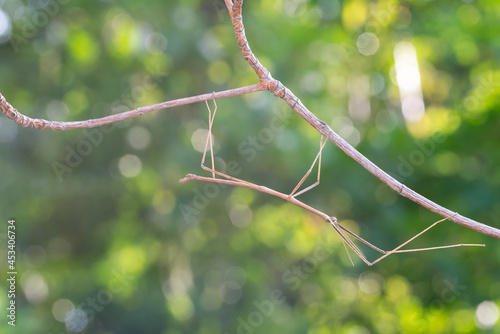 Walking stick insect or Phasmids (Phasmatodea or Phasmatoptera) also known as stick insects, stick-bugs, walking sticks, bug sticks or ghost insect. Selective focus, blurred background with copy space © frank29052515