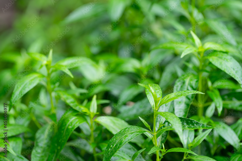 Herb plant anti virus,Andrographis paniculata plant Herb plant anti virus,Andrographis paniculata plant