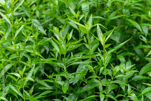 Herb plant anti virus Andrographis paniculata plant