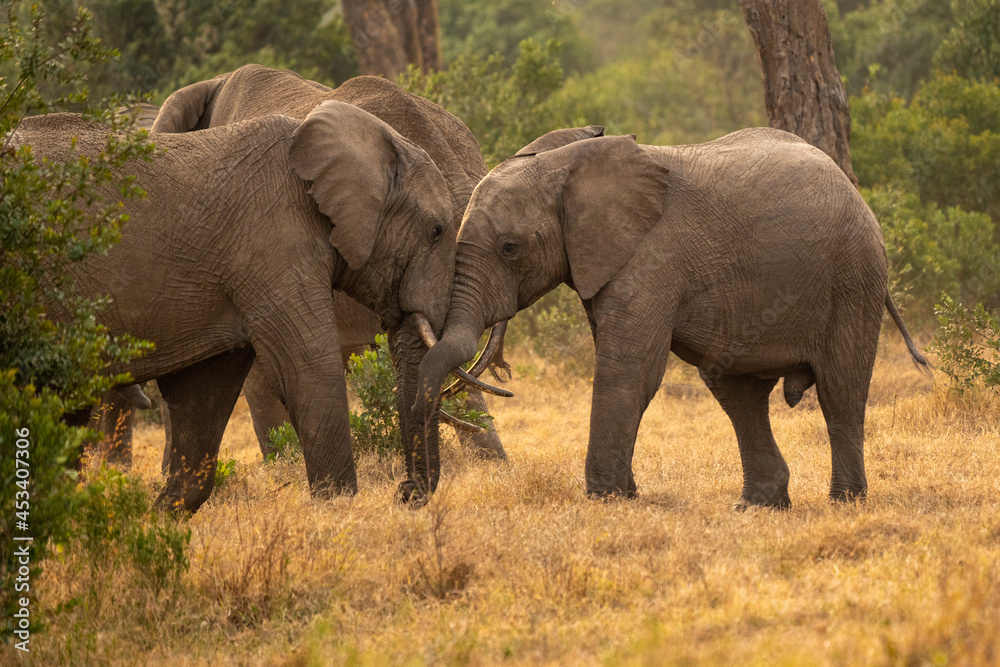 Fototapeta premium Clsoe up of African Bush Elephants walking on the road in wildlife reserve. Maasai Mara, Kenya, Africa. (Loxodonta africana)
