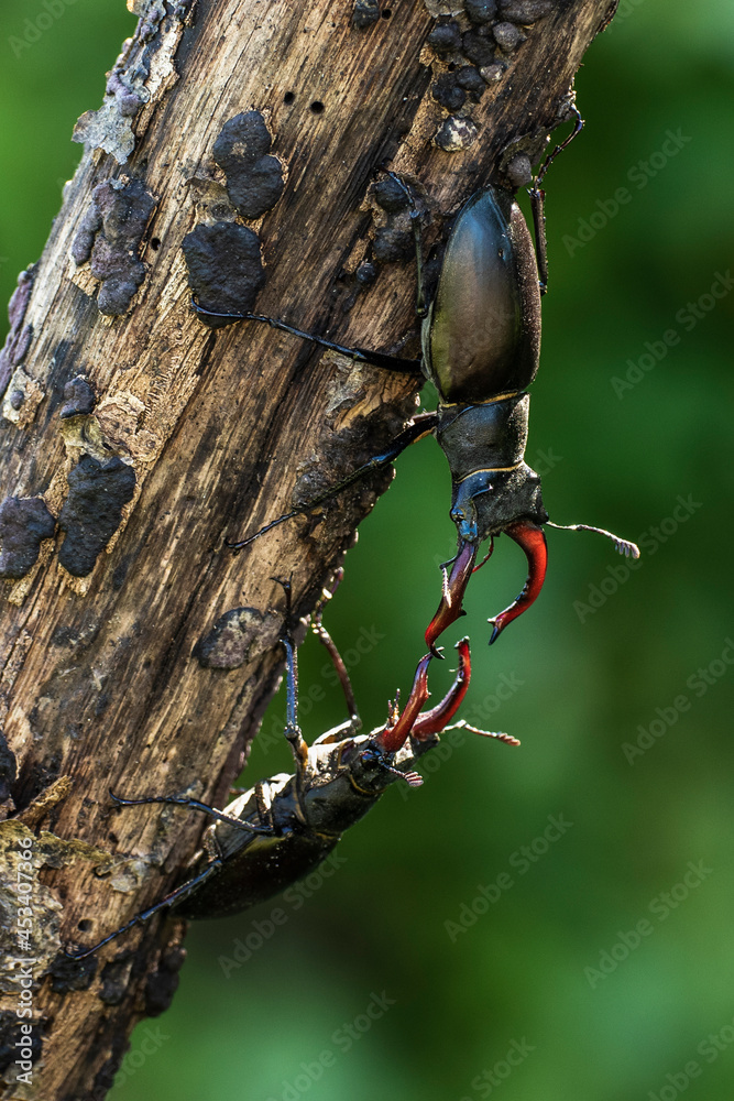 Hirschkäfer (Lucanus cervus) Männchen, Drohgebärden Hirschkäfer (Lucanus cervus) Männchen, Drohgebärden