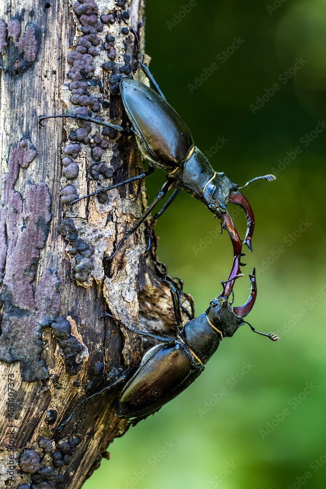 Hirschkäfer (Lucanus cervus) Männchen, Drohgebärden Hirschkäfer (Lucanus cervus) Männchen, Drohgebärden