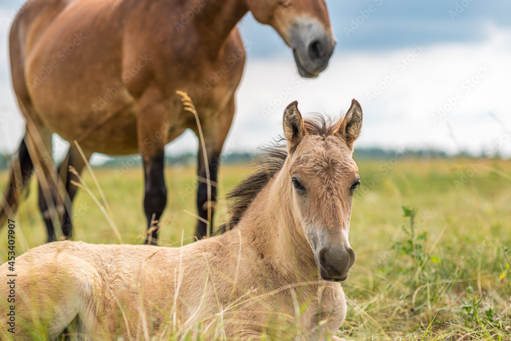 A herd of horses grazes in a rural pasture. A herd of horses grazes in a rural pasture.