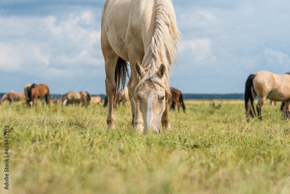 A herd of horses grazes in a rural pasture. A herd of horses grazes in a rural pasture.