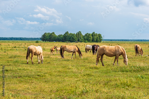 A herd of horses grazes in a rural pasture.