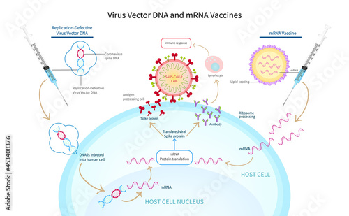 virus vector DNA and mRNA vaccines