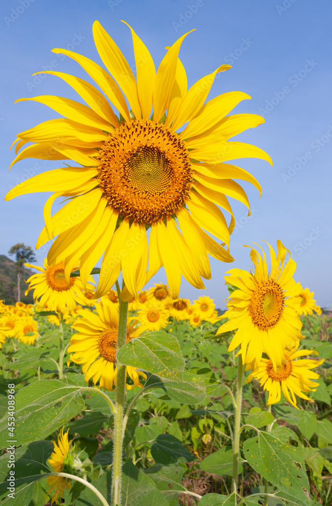 Close up yellow flower under blue sky in summer season