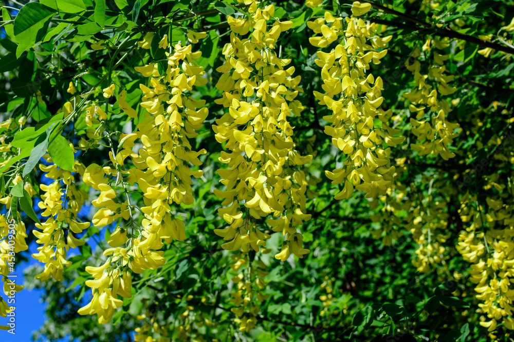 Obraz premium Tree with many yellow flowers and buds of Laburnum anagyroides, the common laburnum, golden chain or golden rain, in full bloom in a sunny spring garden, beautiful outdoor floral background.