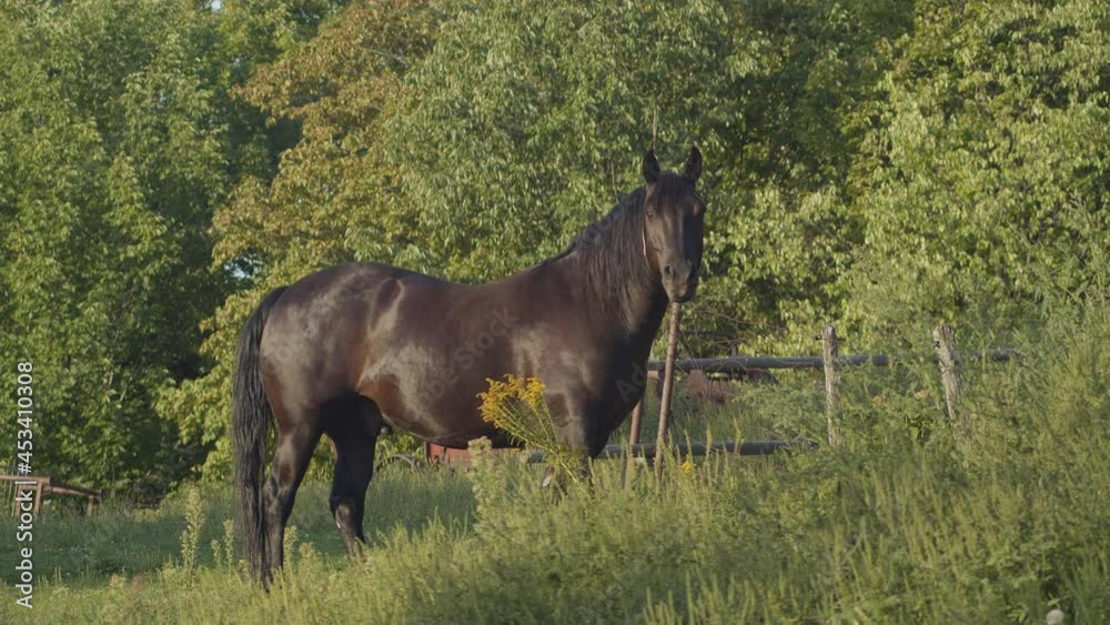 country dark brown horse equine farm purebred animal gallop rural equestrian landscape country dark brown horse equine farm purebred animal gallop rural equestrian landscape