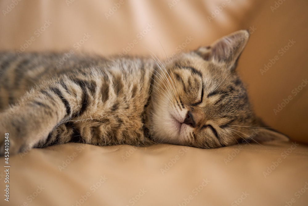 Cute tabby kitten is sleeping on the couch. Favorite pet fell asleep after playing.