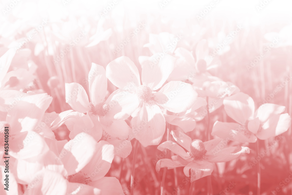Sweet color flower in soft color and blur style for background