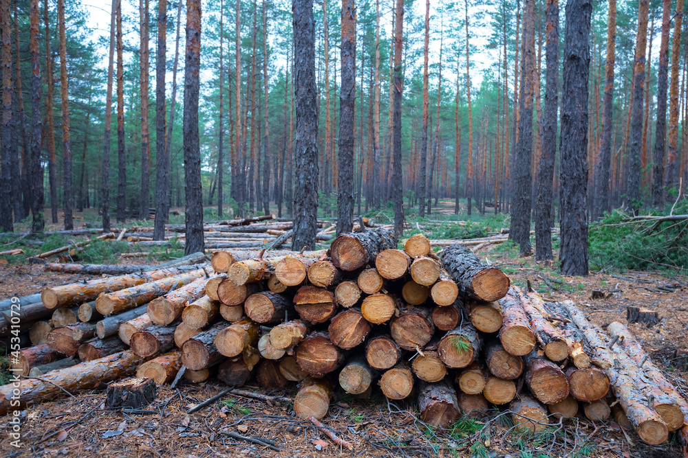 heap of pine tree trunk in forest heap of pine tree trunk in forest