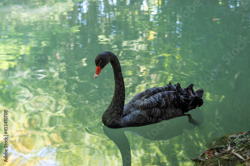 Black swan bird swims on the lake