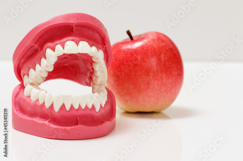 Layout of the human jaw and apple beside it.