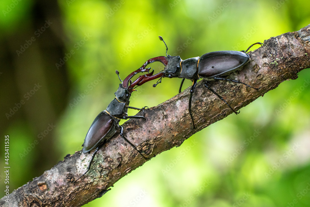 Hirschkäfer (Lucanus cervus) Männchen, Drohgebärden Hirschkäfer (Lucanus cervus) Männchen, Drohgebärden