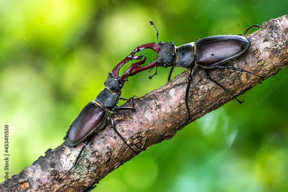 Hirschkäfer (Lucanus cervus) Männchen, Drohgebärden Hirschkäfer (Lucanus cervus) Männchen, Drohgebärden