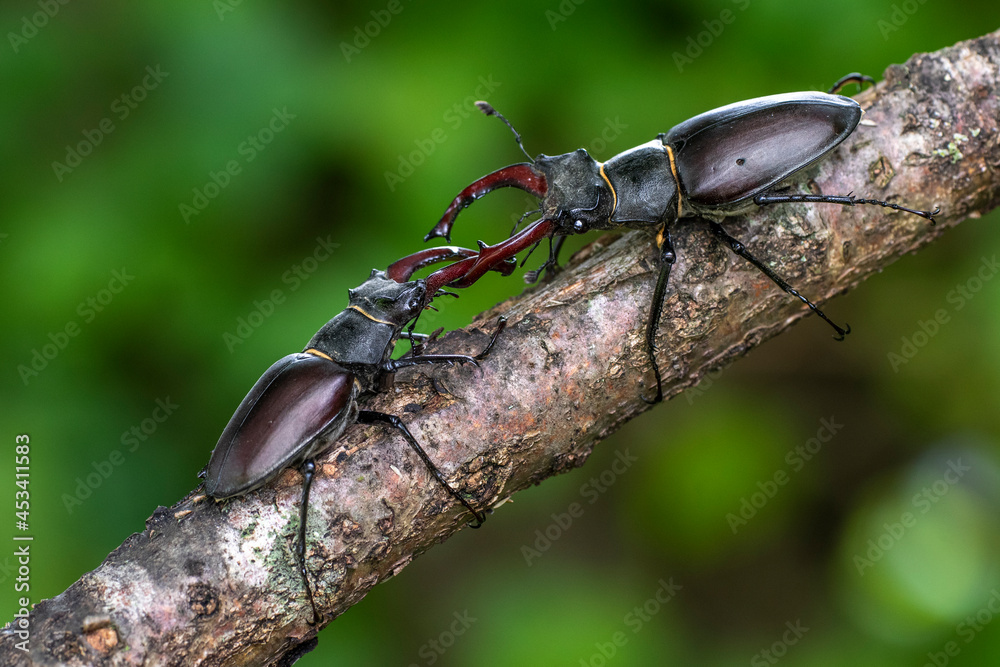 Hirschkäfer (Lucanus cervus) Männchen, Drohgebärden Hirschkäfer (Lucanus cervus) Männchen, Drohgebärden