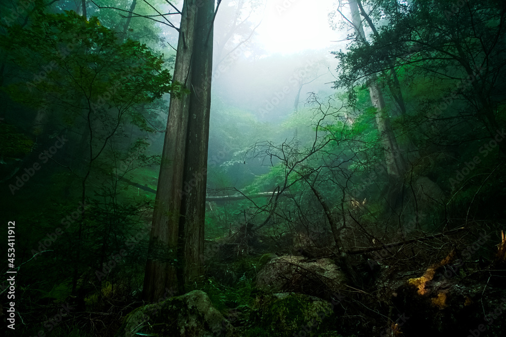 霧のかかった神聖な森