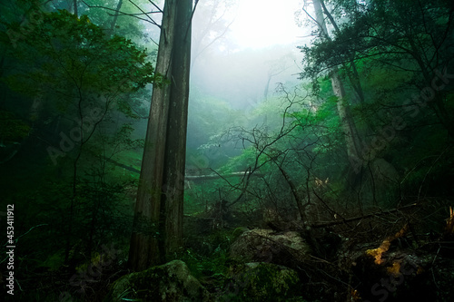 霧のかかった神聖な森