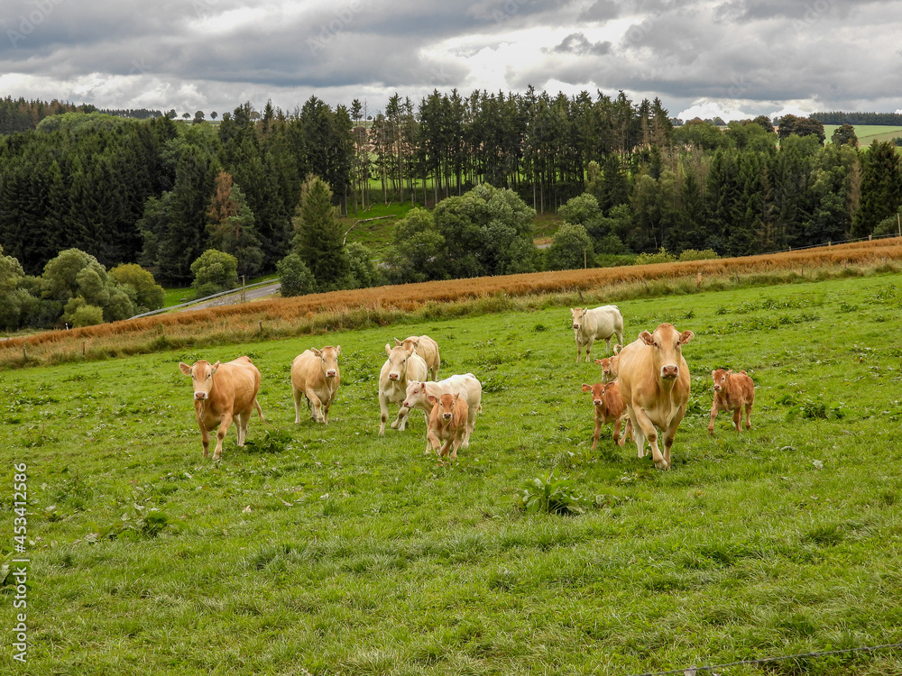 herd of limousin cows in a hilly landscape in Luxembourg herd of limousin cows in a hilly landscape in Luxembourg