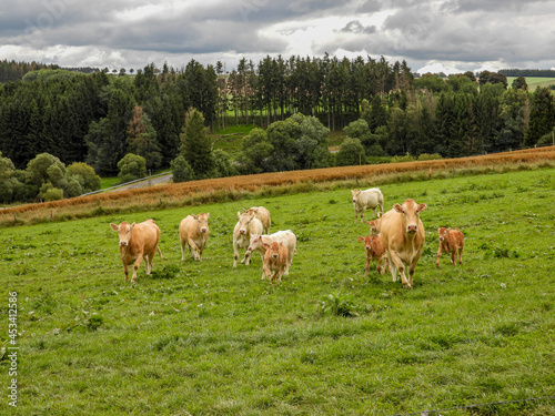 herd of limousin cows in a hilly landscape in Luxembourg
