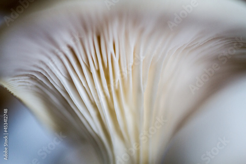 closeup photography to an edible mushroom