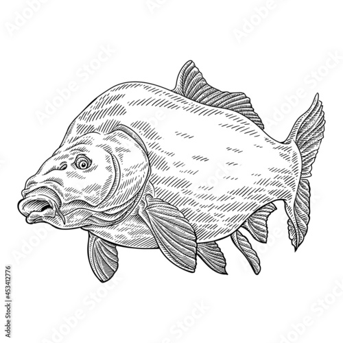 nothern pike fish drawing detailed
