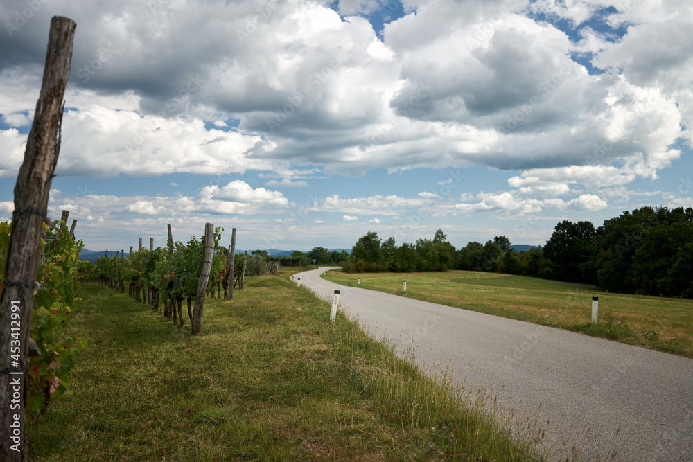 road passing vineyard in skrbina the countryside kras carso slovenia
