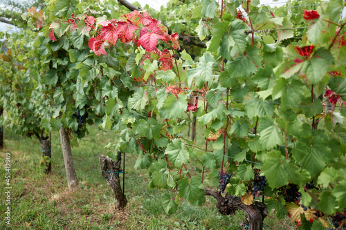 red leaves in the teran vineyard kras carso slovenia