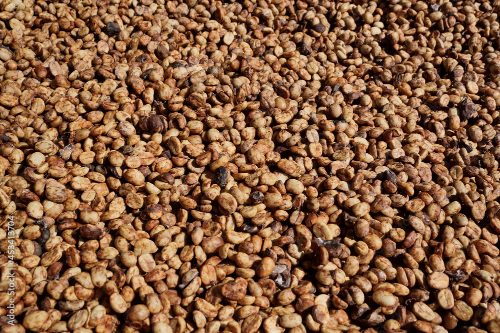 Close-up of arabica coffee beans processed and dried Close-up of arabica coffee beans processed and dried