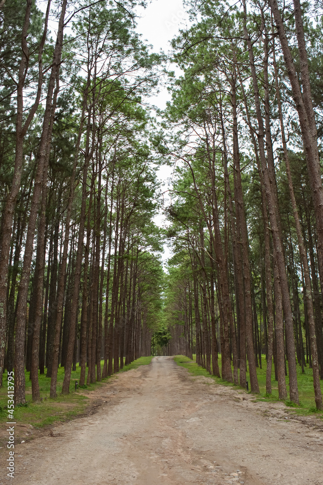 Fototapeta premium Pine forest and morning sun in northern Thailand