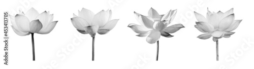 Lotus flower black and white collections isolated on white background with clipping path.