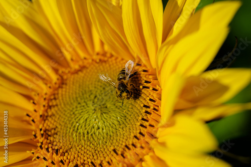 bee on sunflower © Hans Steen-Kiel