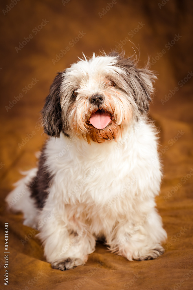 portrait of a shih tsu 