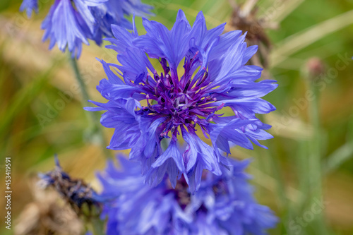 Kornnblume (Centaurea cyanus) photo