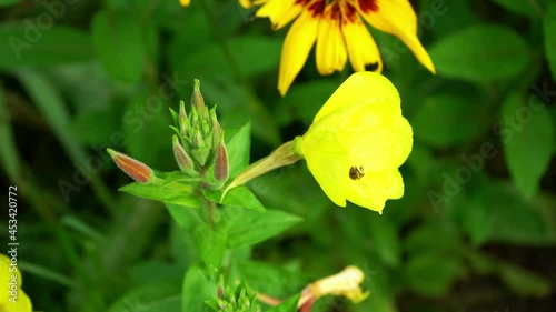 A bee collects pollen from a yellow flower in the garden on a summer day. Close-up