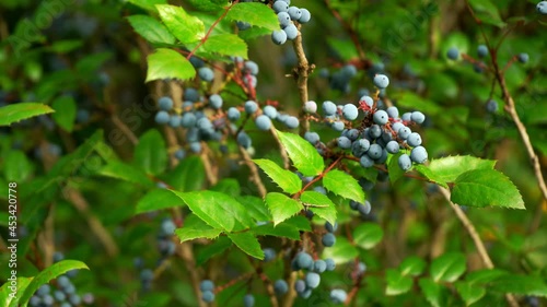 Ripe blueberries on the branches of a bush in the summer in the country