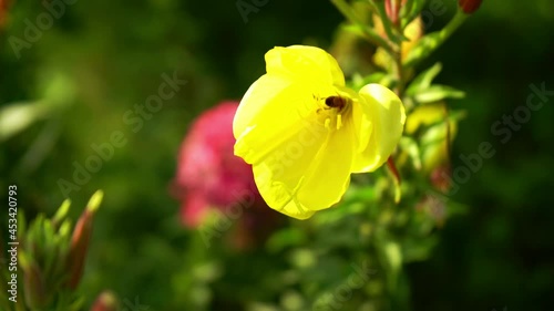 A bee works, collects pollen from a yellow flower in the garden