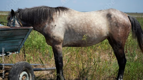 The horse in the summer field