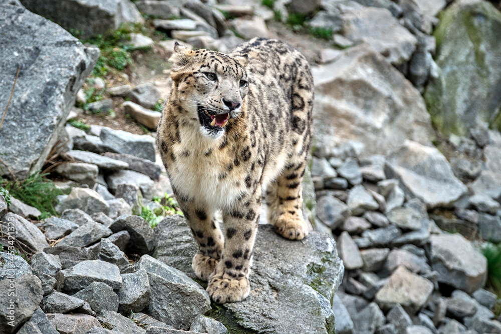 Obraz premium Schneeleopard ( Panthera uncia ).