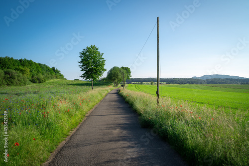 Walkway in the landscape between meadow of flowers and fields with a beautiful blue sky in summer